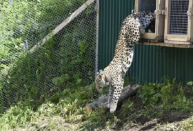 Rare leopards released into Russian reserve threatened by a ski resort 